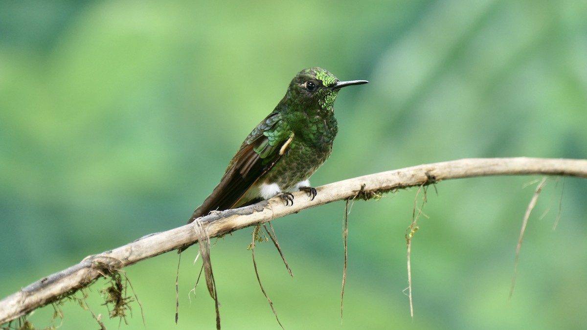 Fahlschwanzkolibri - ML645970700