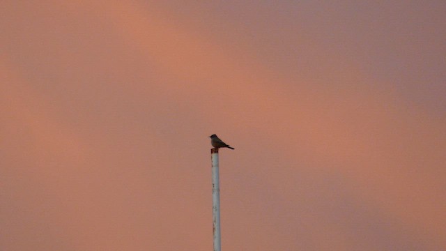 Say's Phoebe - ML645970701