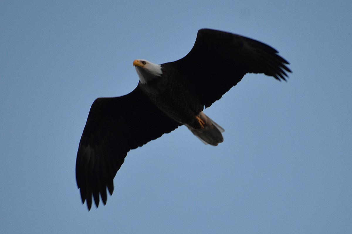 Weißkopf-Seeadler - ML645970702