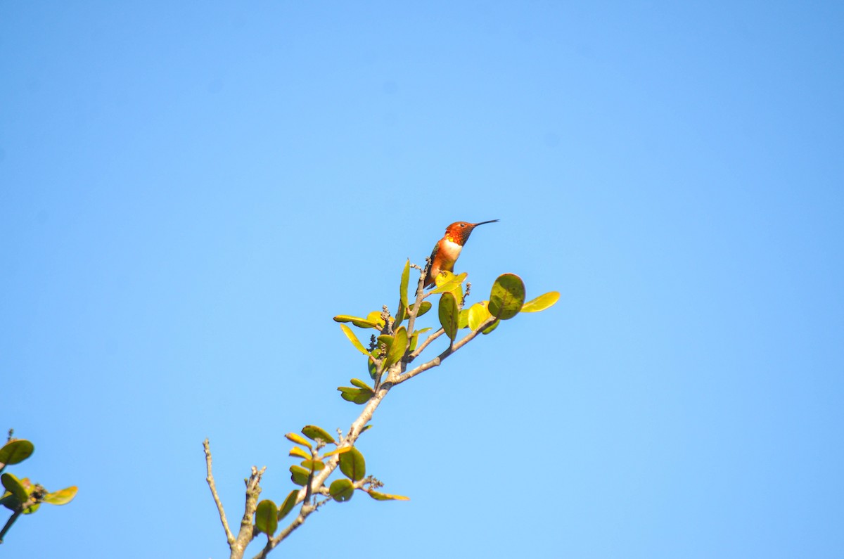 Grünrücken-Zimtelfe - ML645970703