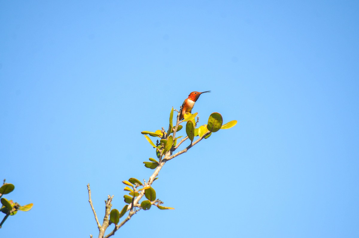 Grünrücken-Zimtelfe - ML645970704