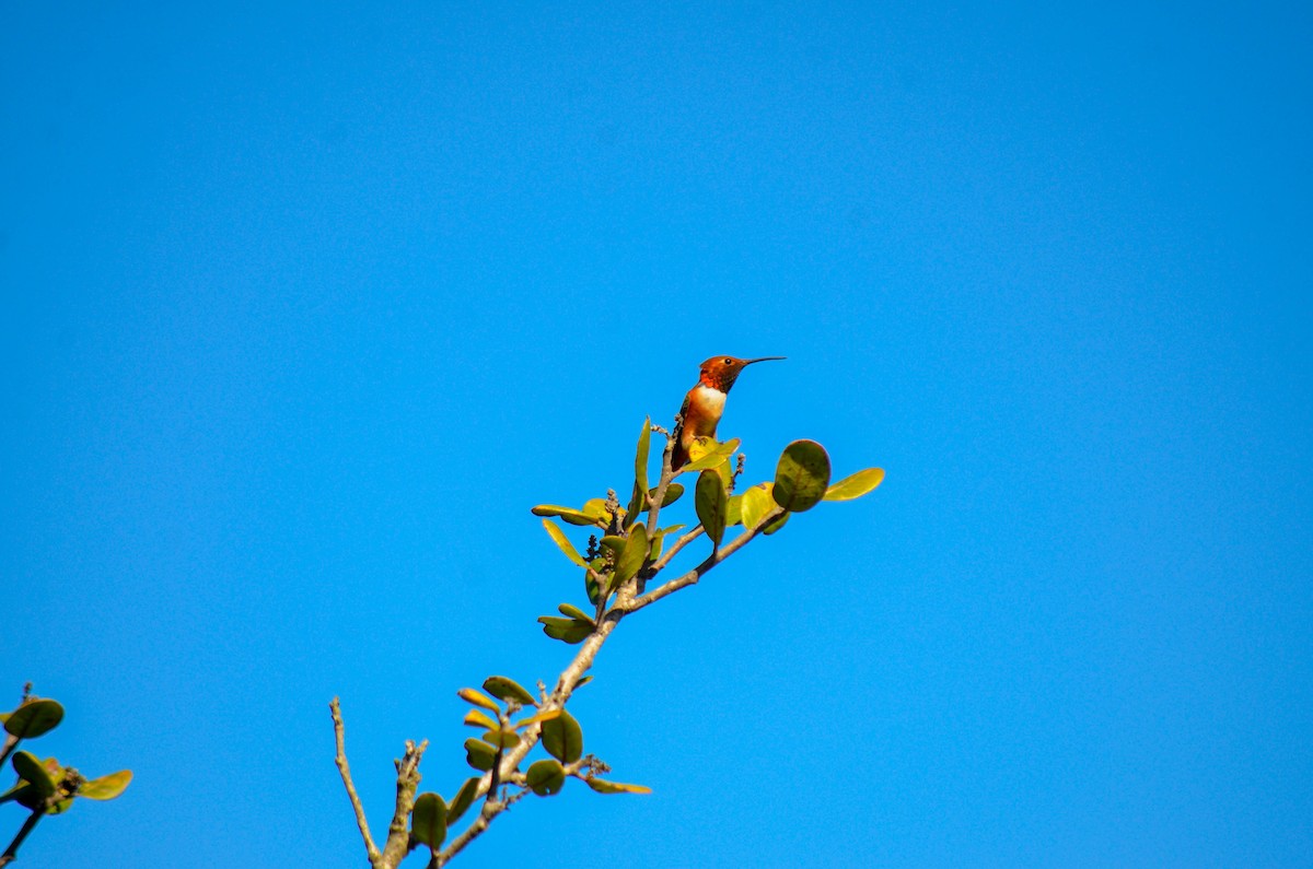 Grünrücken-Zimtelfe - ML645970705