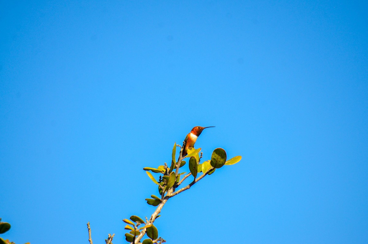 Grünrücken-Zimtelfe - ML645970706