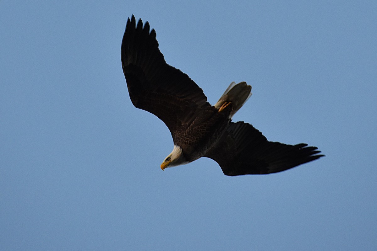 Weißkopf-Seeadler - ML645970707