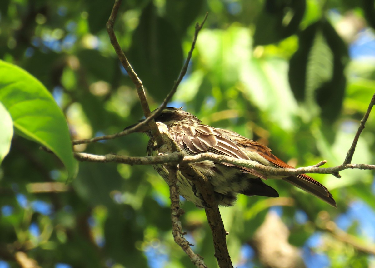 Süd-Fleckenmaskentyrann - ML645970708