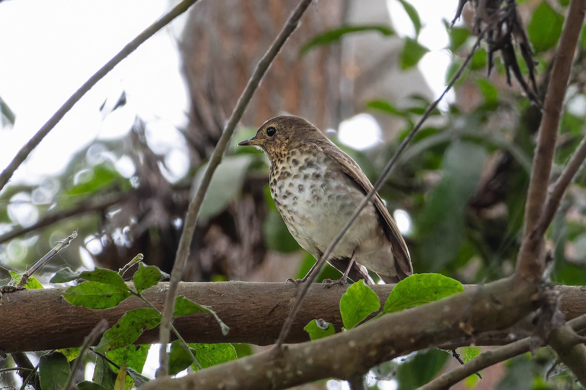 Zwergmusendrossel - ML645970709