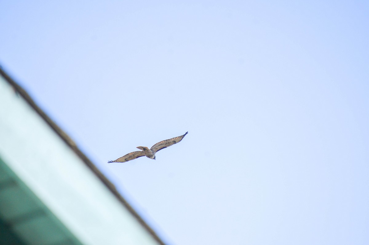 Rotschwanzbussard - ML645970711