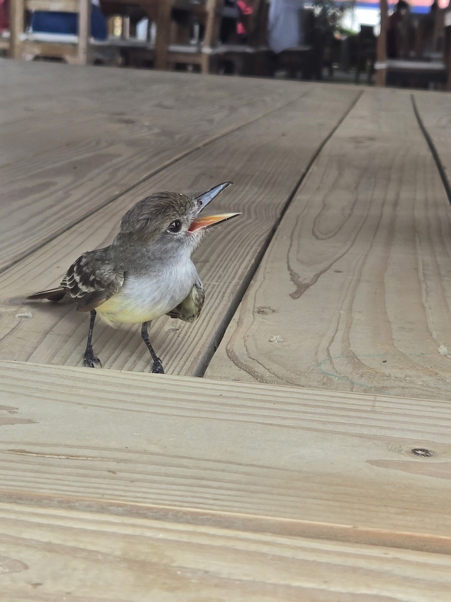 Braunschopftyrann - ML645970713