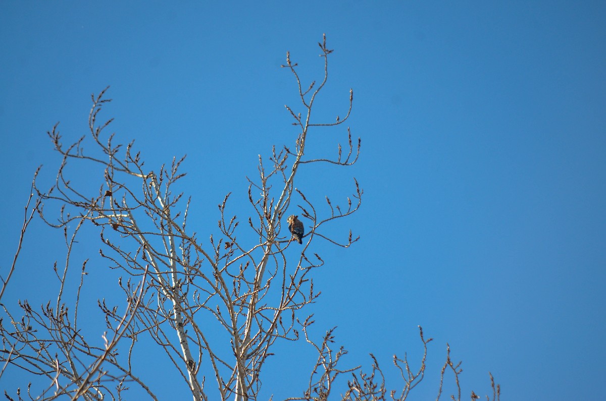 Buntfalke - ML645970714