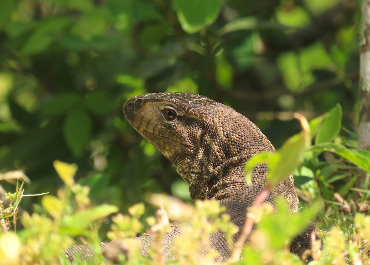 Argentine Black-and-white Tegu - ML645970715