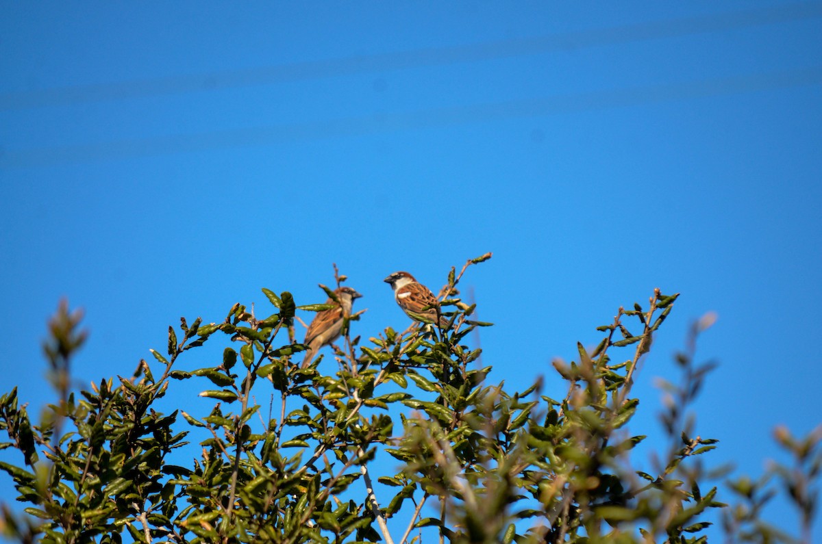 דרור הבית - ML645970716