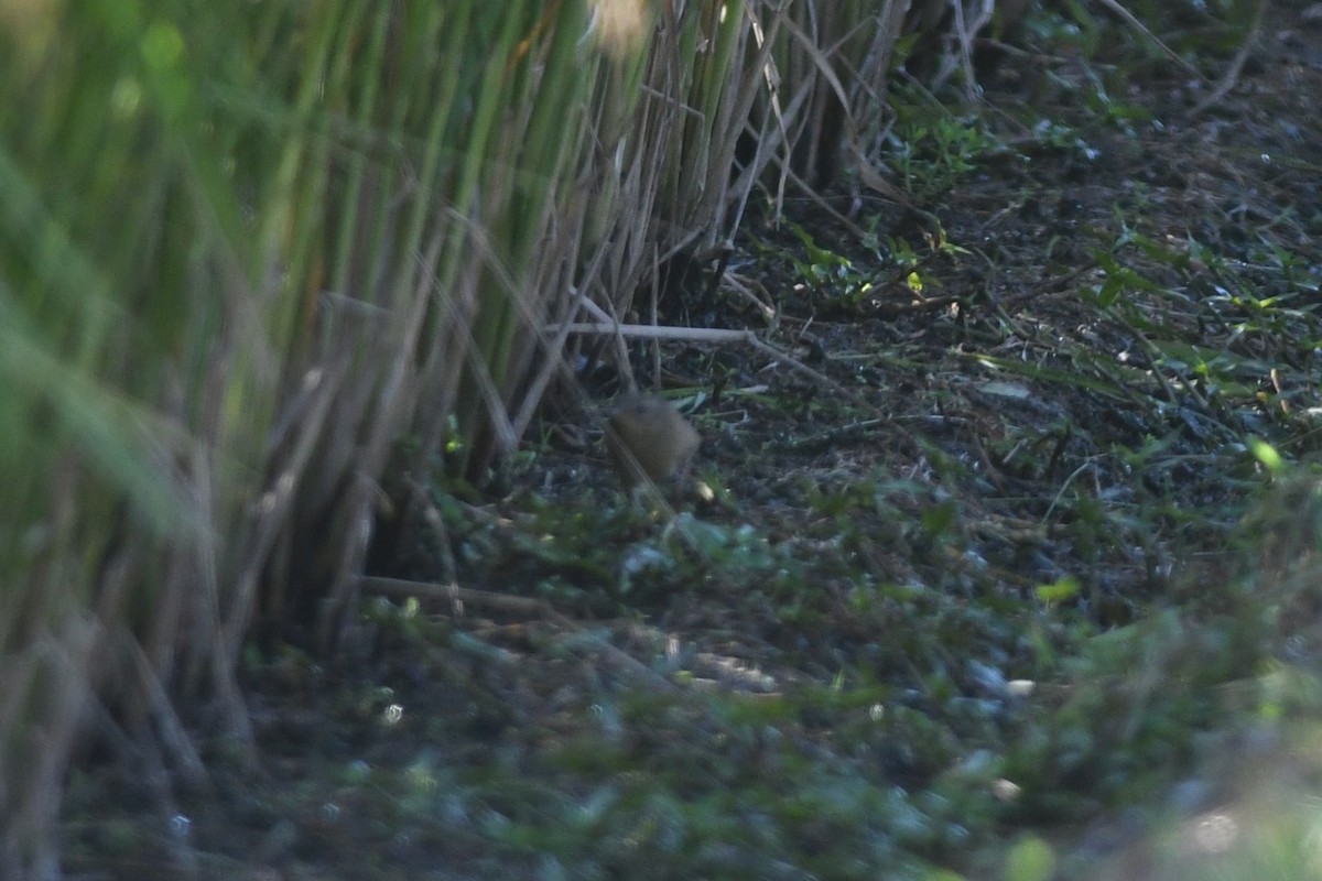 okhotsksanger - ML645970717