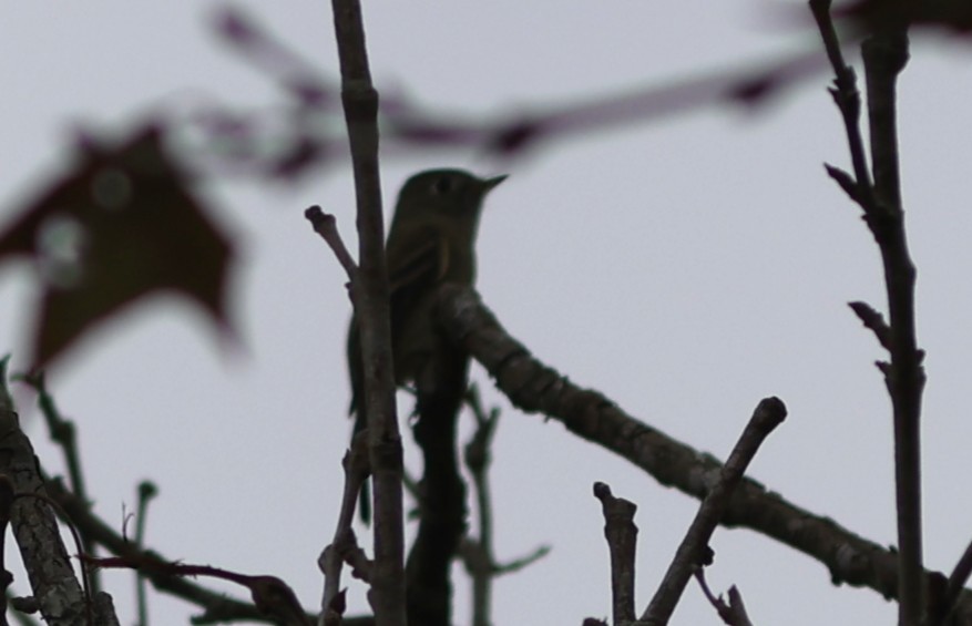 Піві-малюк сосновий - ML645970722
