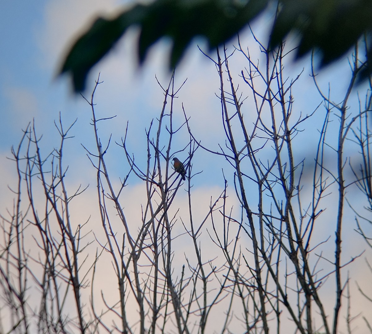 Pink-necked Green-Pigeon - ML645970731