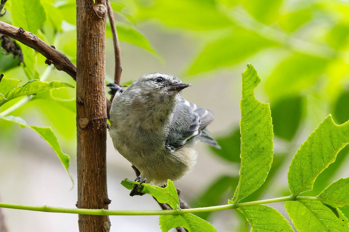 Cinereous Conebill - ML645970732