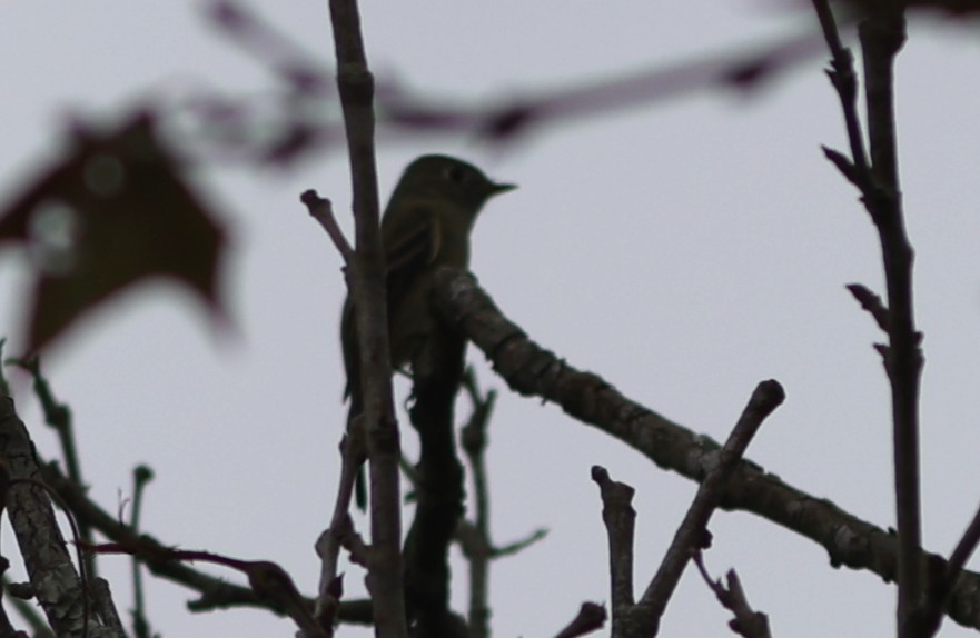 Піві-малюк сосновий - ML645970733