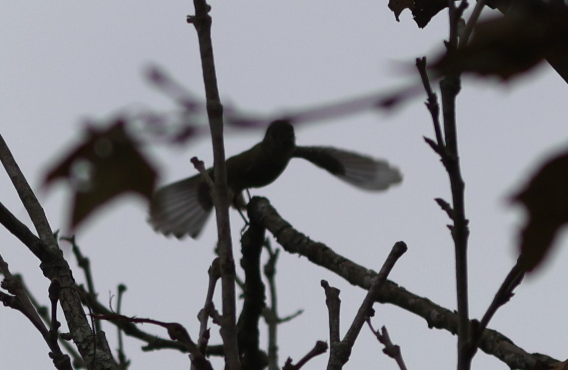 Піві-малюк сосновий - ML645970736