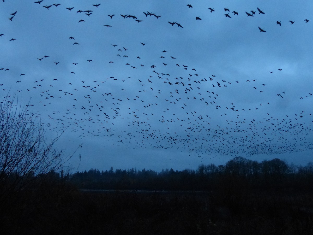 Cackling Goose - ML645970737