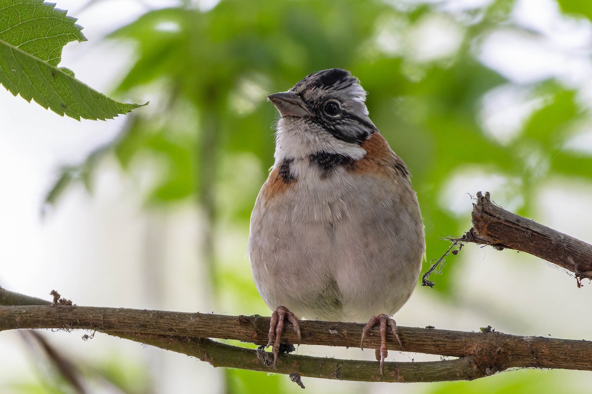 Rufous-collared Sparrow - ML645970738