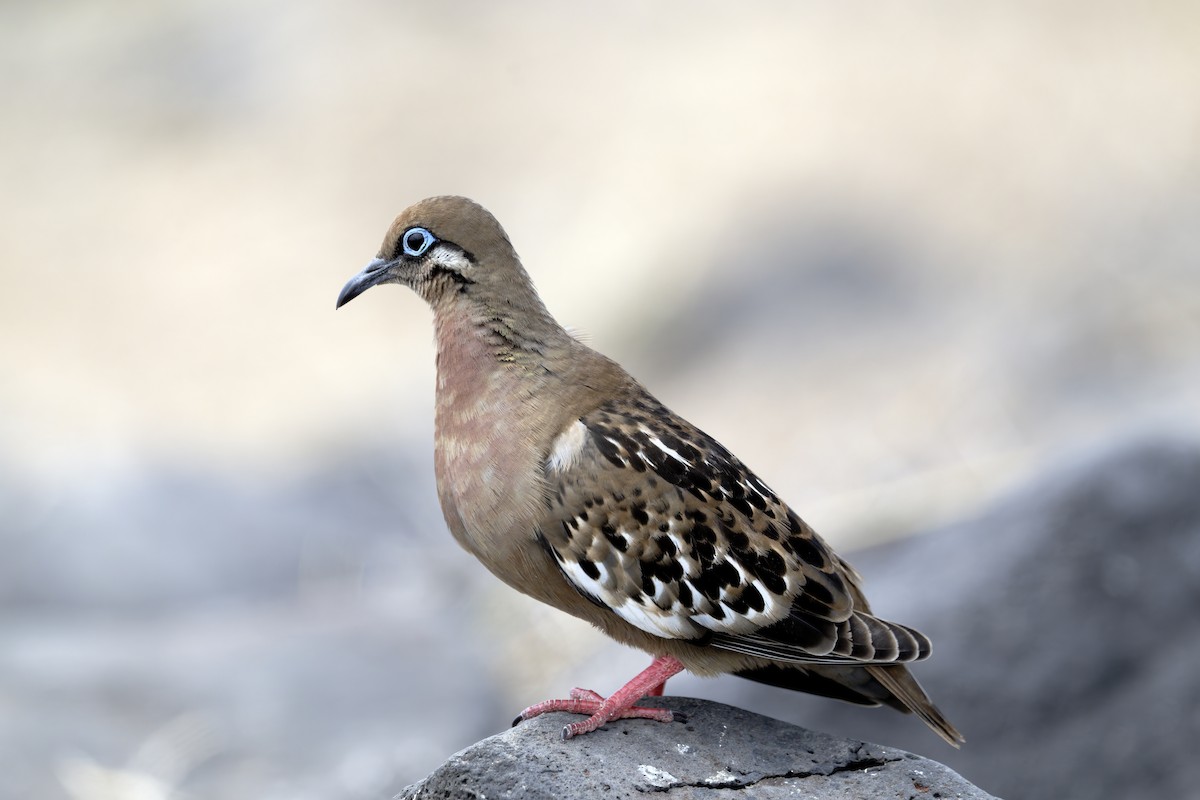 Galapagos Dove - ML645970739