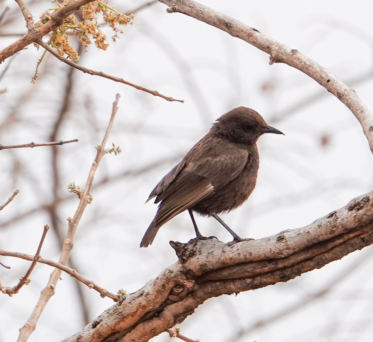 Sooty Chat - ML645970740