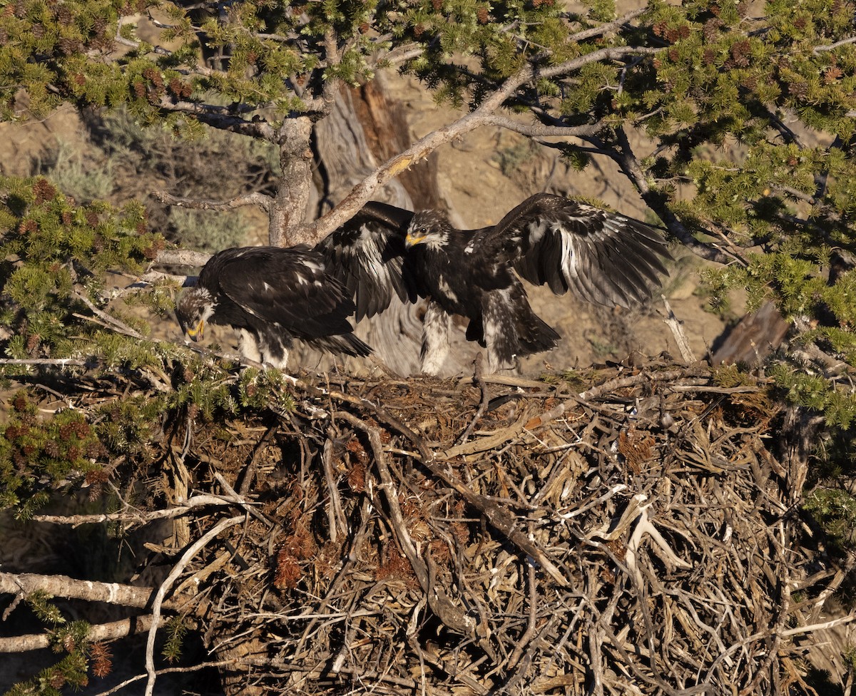 Golden Eagle - ML645970741