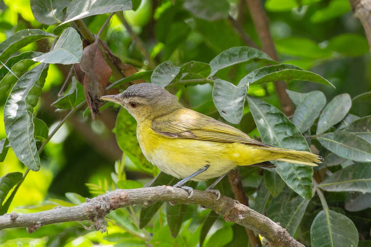Yellow-green Vireo - ML645970742