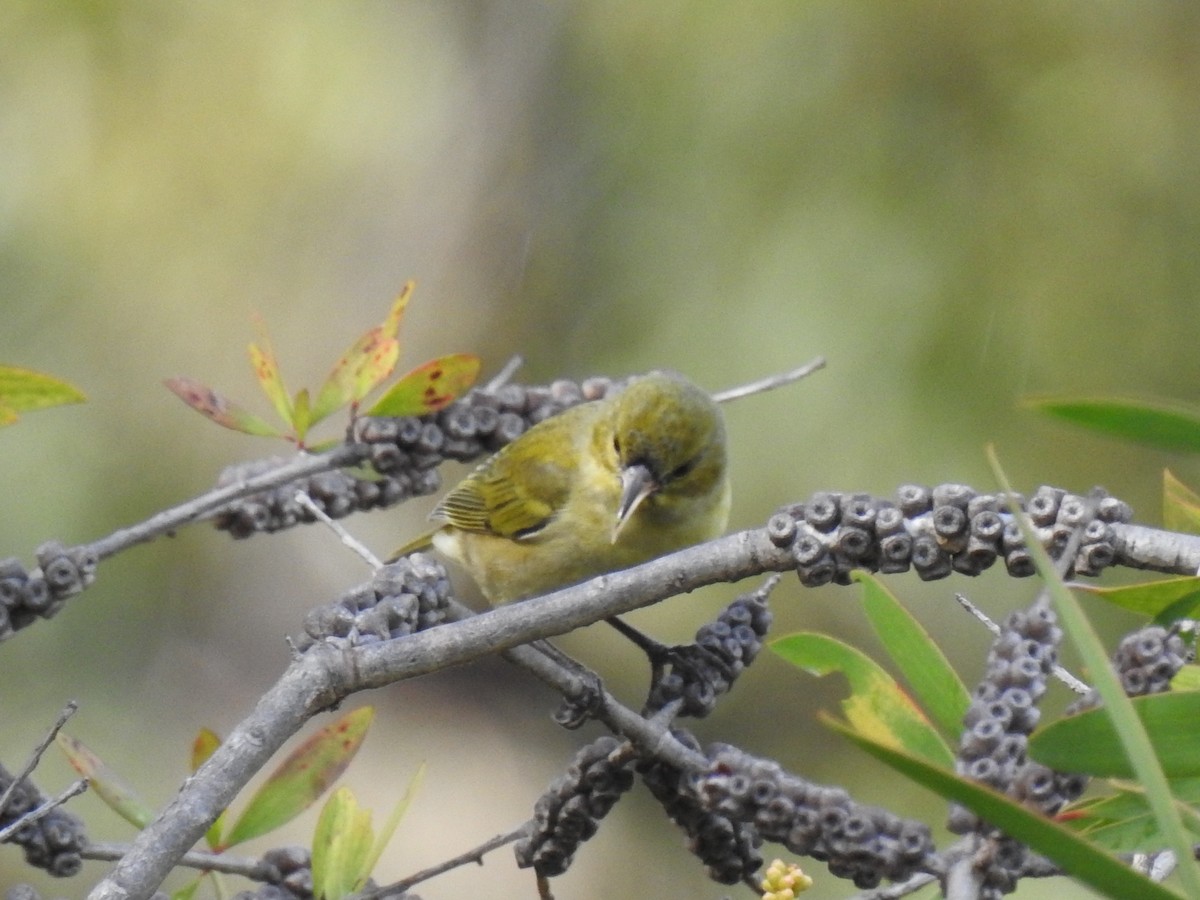 Oahu Amakihi - ML645970743