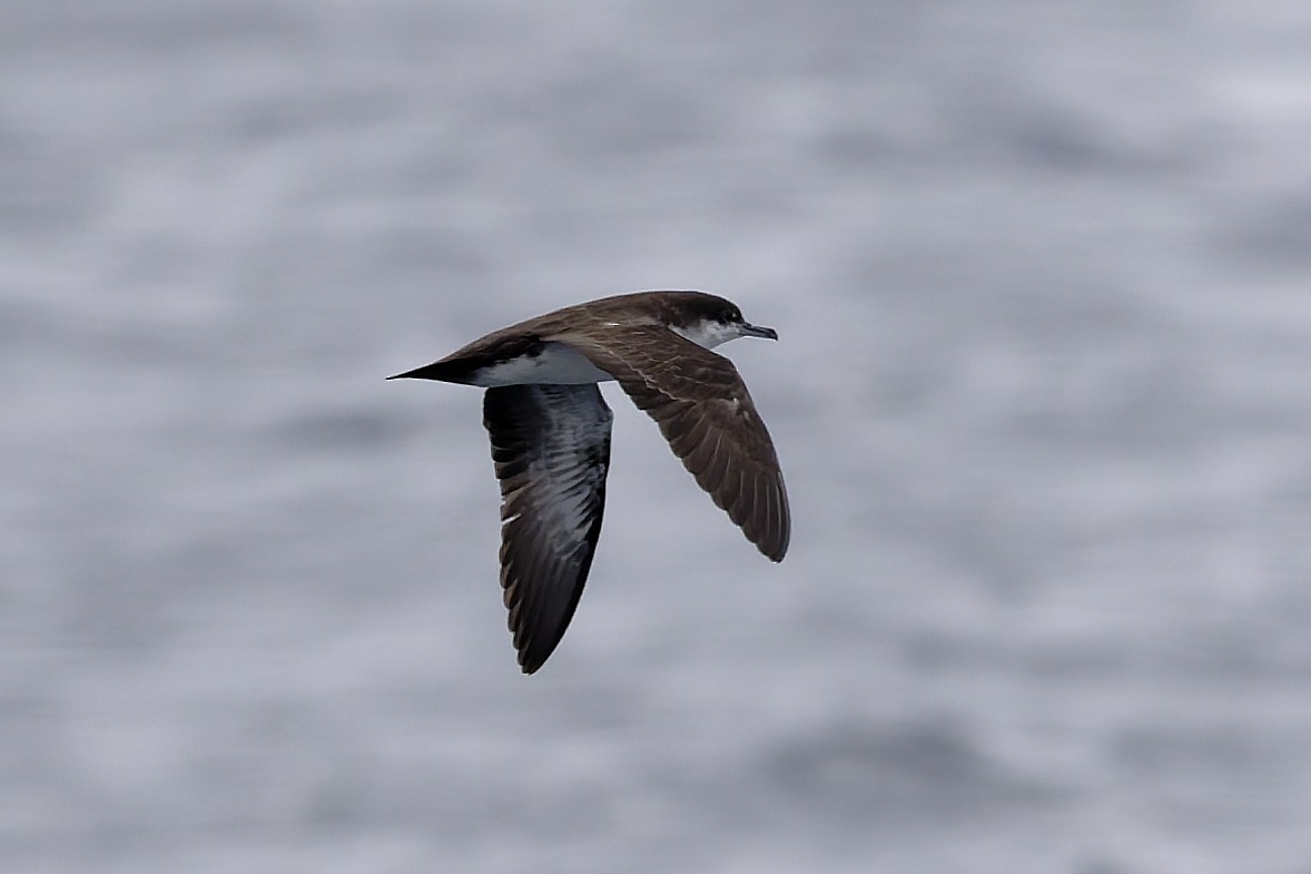 Galapagos Shearwater - ML645970744
