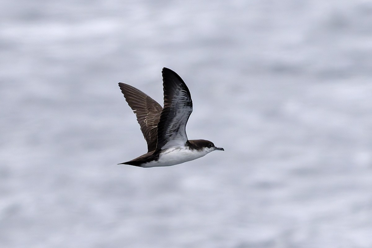 Galapagos Shearwater - ML645970745