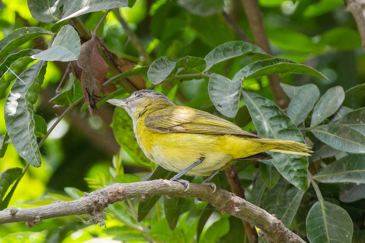 Yellow-green Vireo - ML645970746