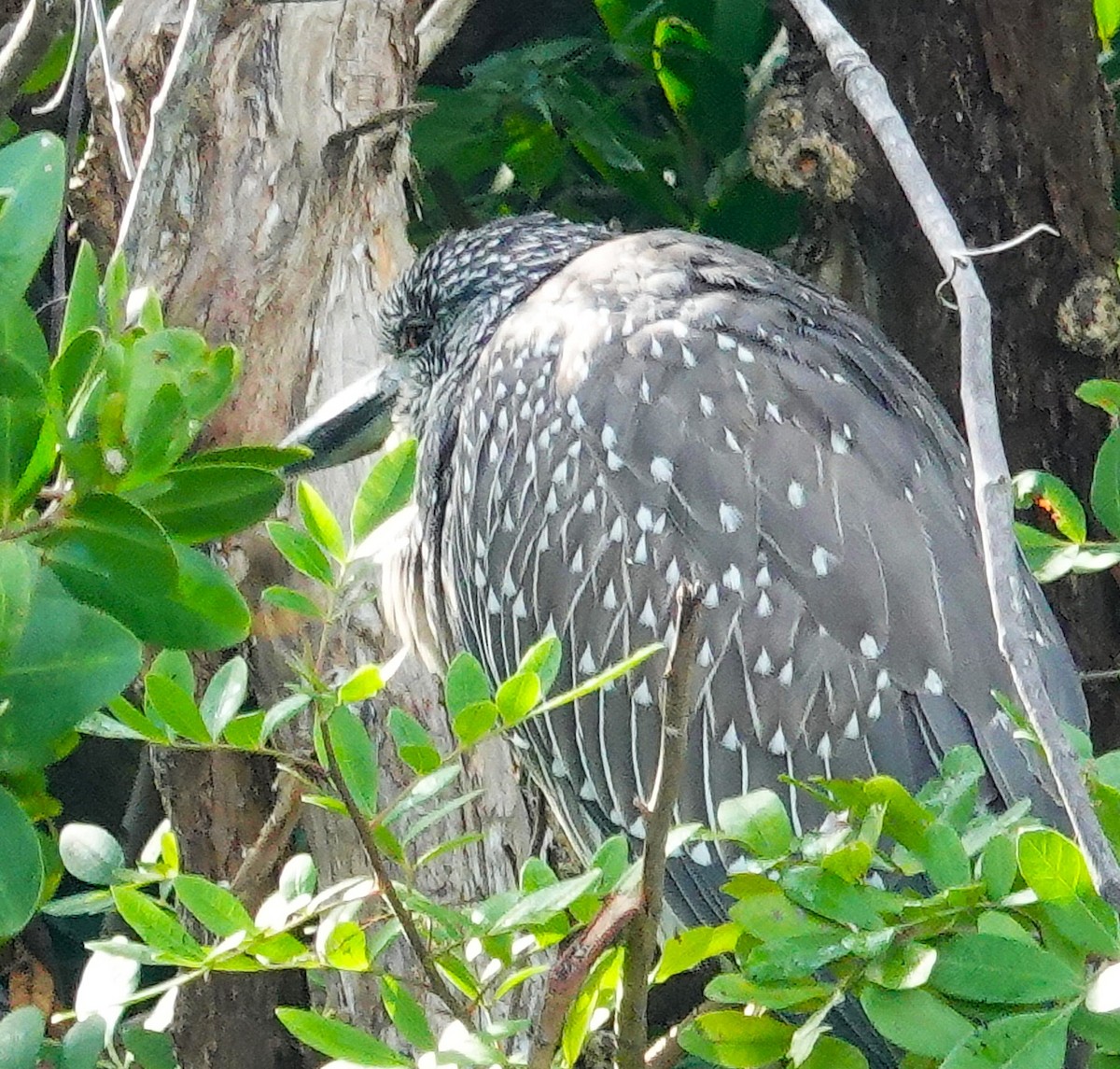 Black-crowned Night Heron - ML645970747