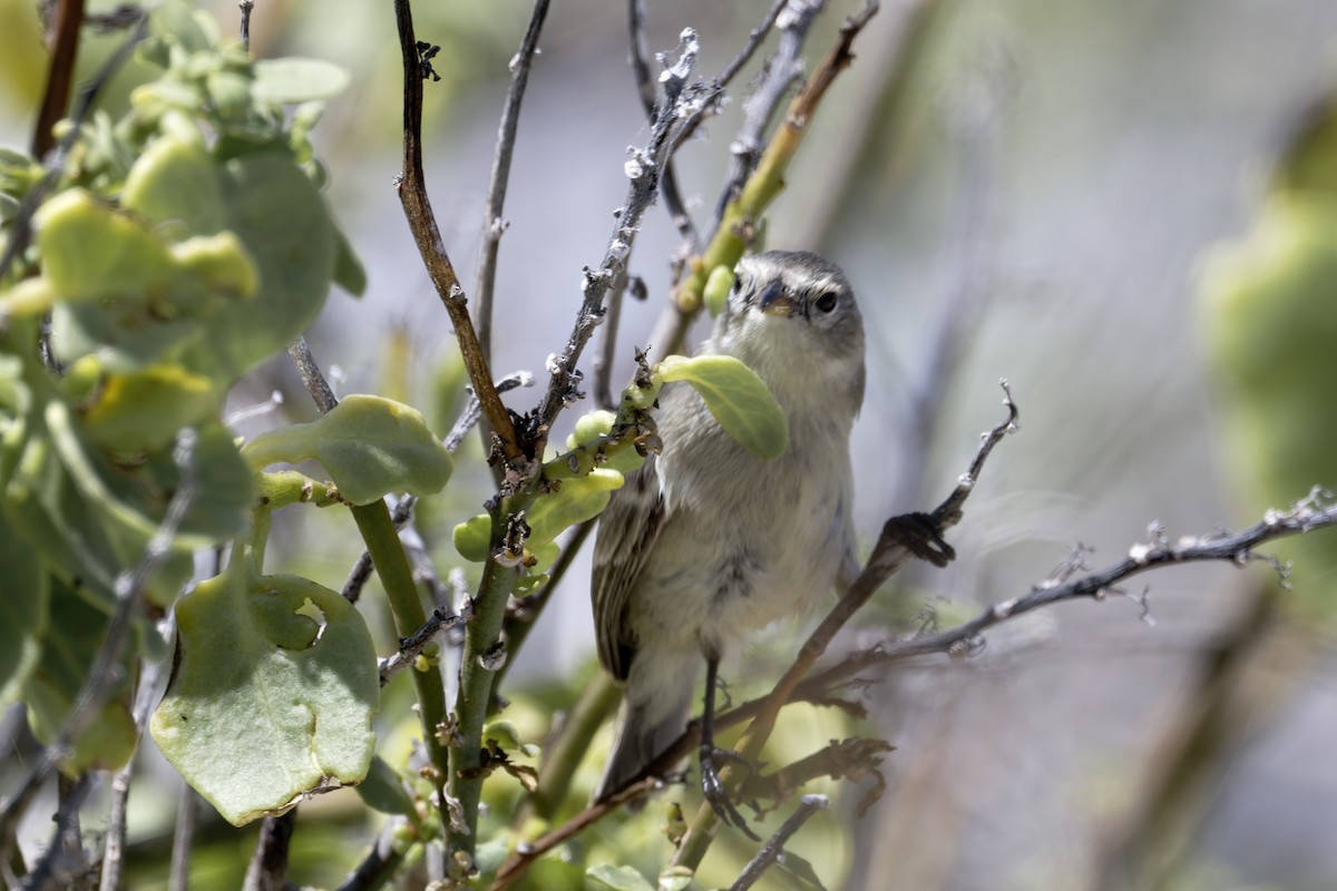 Gray Warbler-Finch - ML645970749