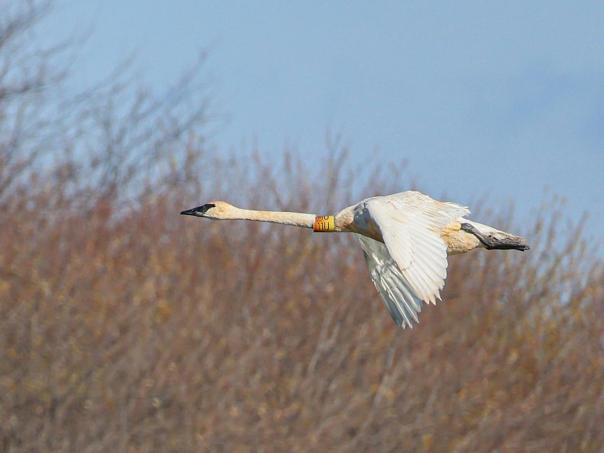 Trumpeter Swan - ML645970750