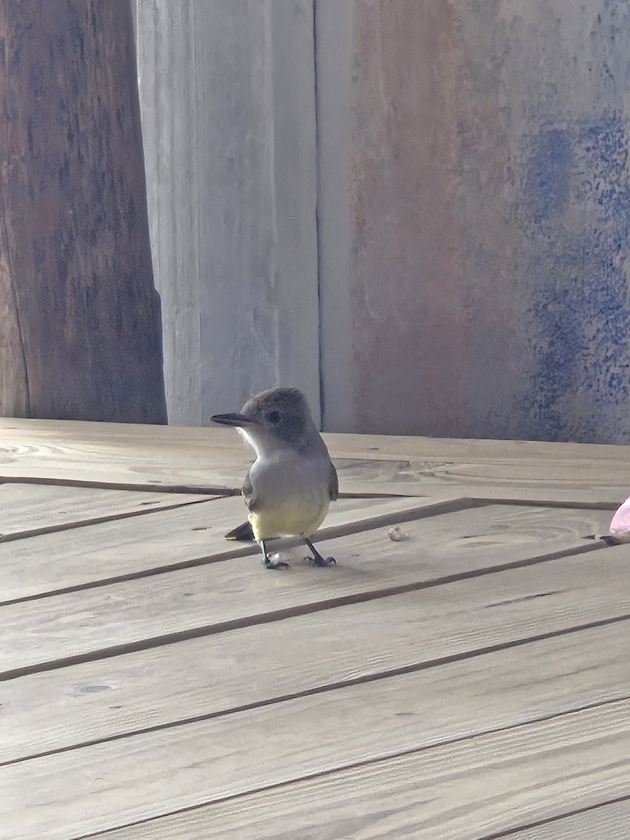Brown-crested Flycatcher - ML645970751