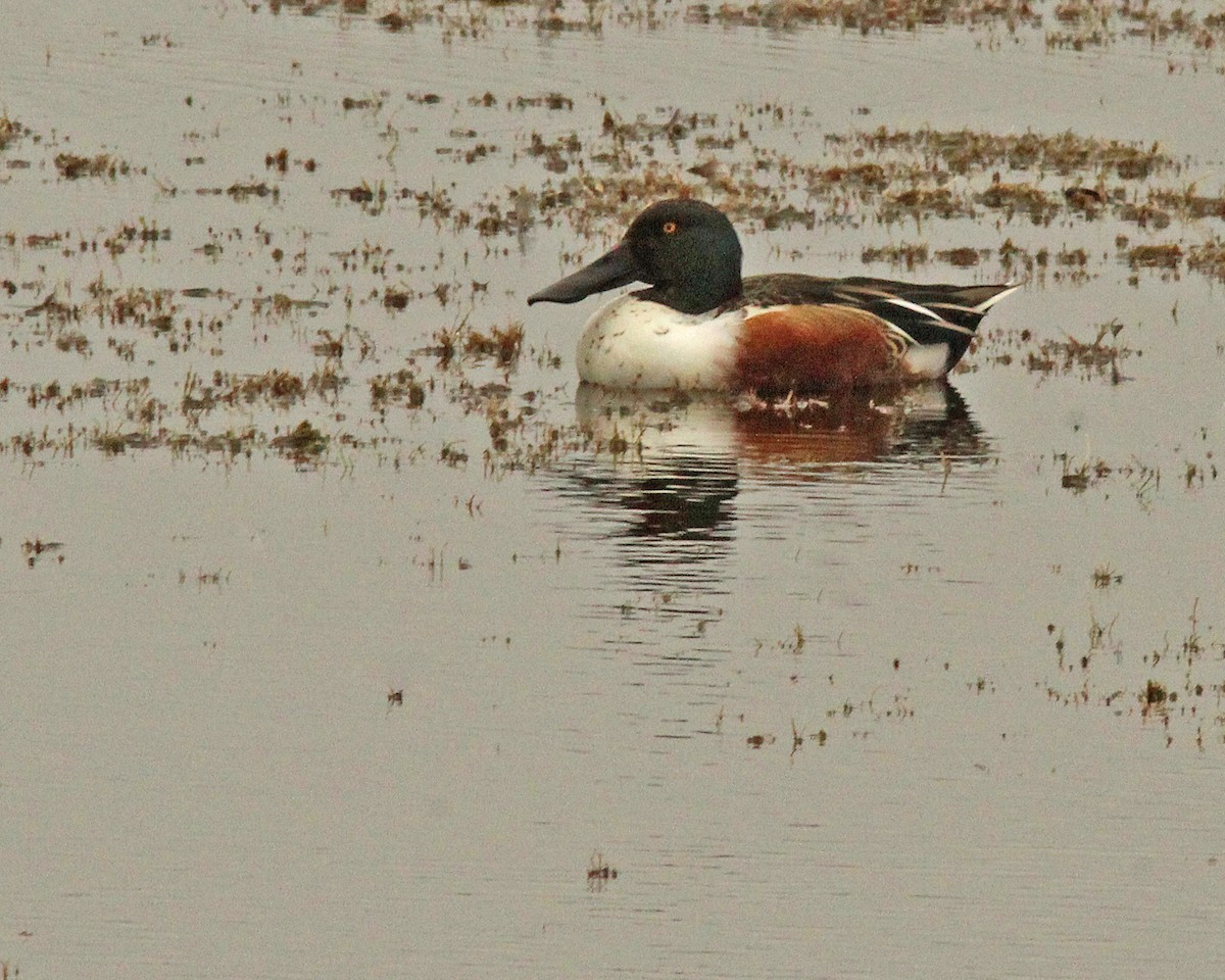 Northern Shoveler - ML645970752