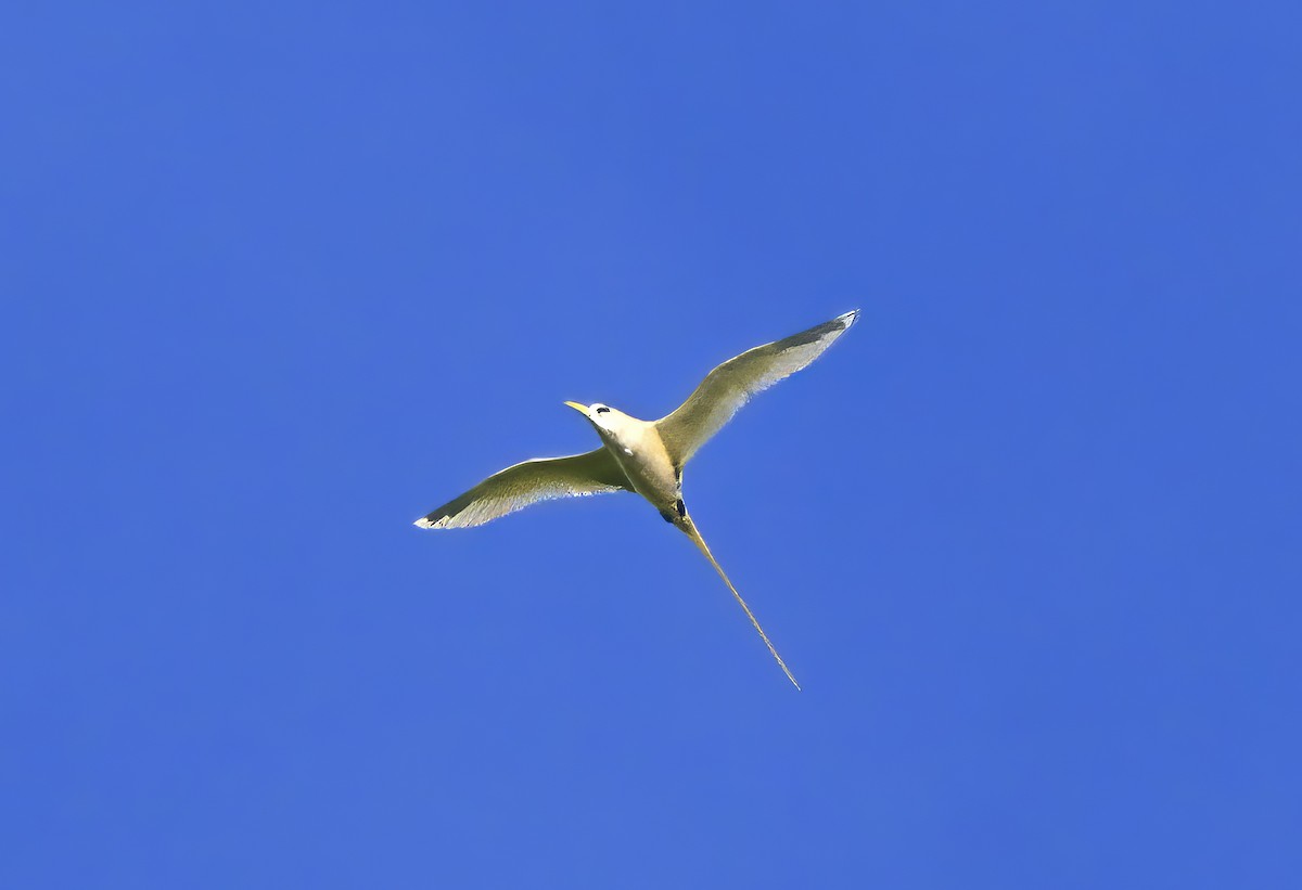 White-tailed Tropicbird (Golden) - ML645970754