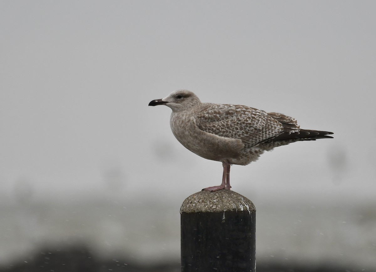 Iceland Gull (Thayer's) - ML645970755