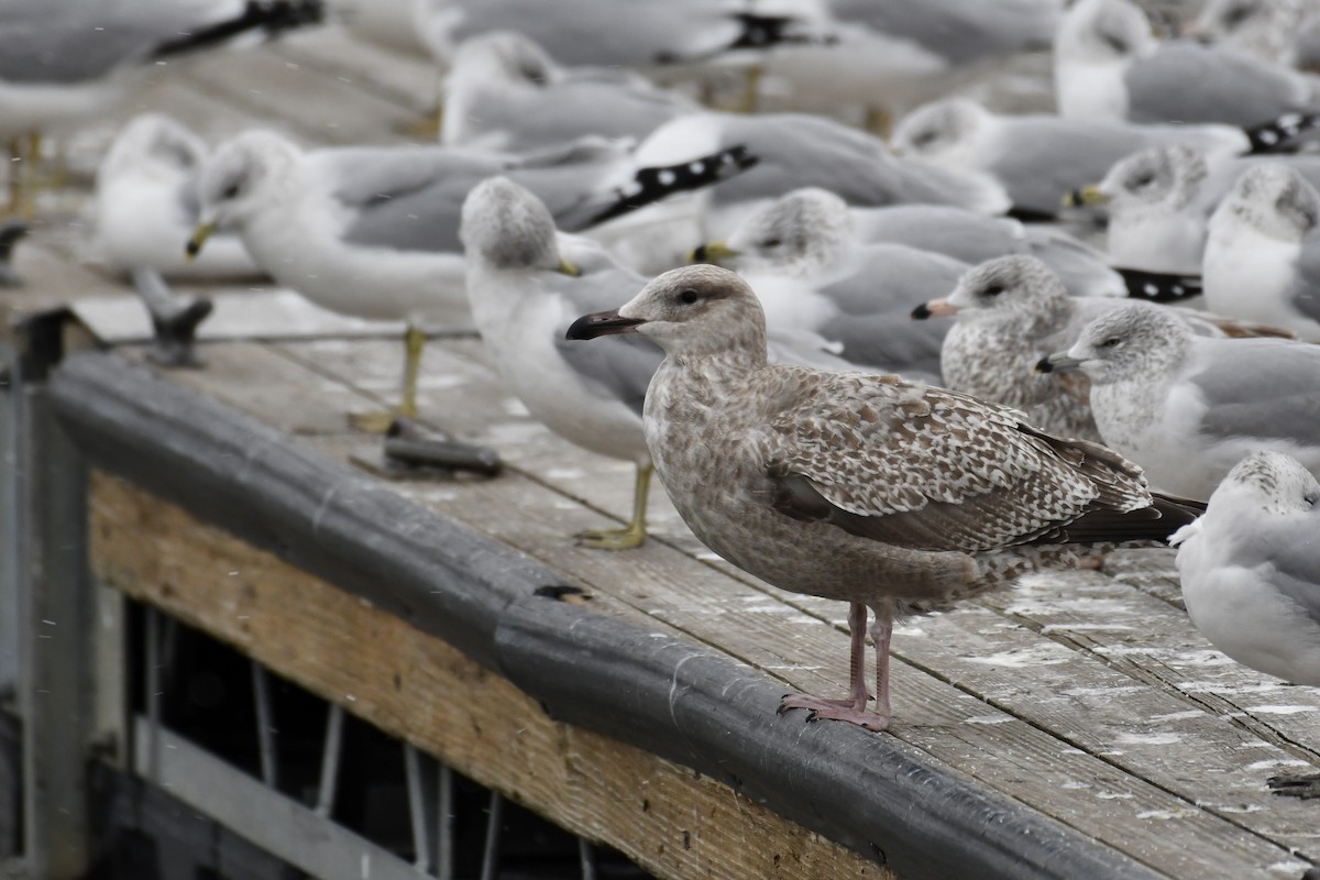 Iceland Gull (Thayer's) - ML645970756