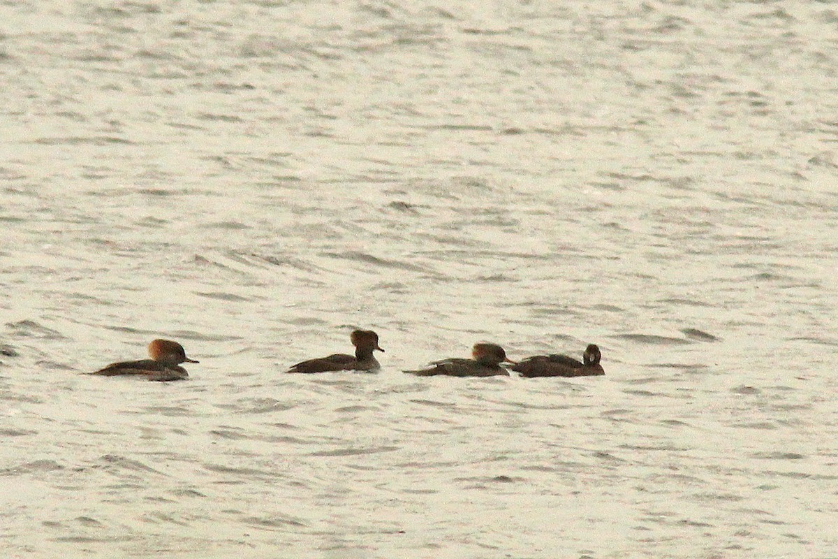 Hooded Merganser - ML645970757