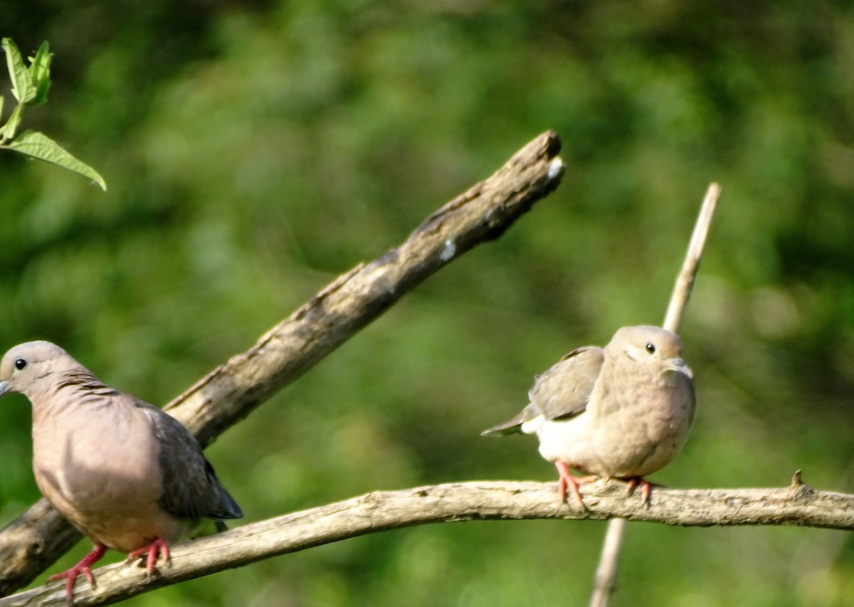 Eared Dove - ML645970758