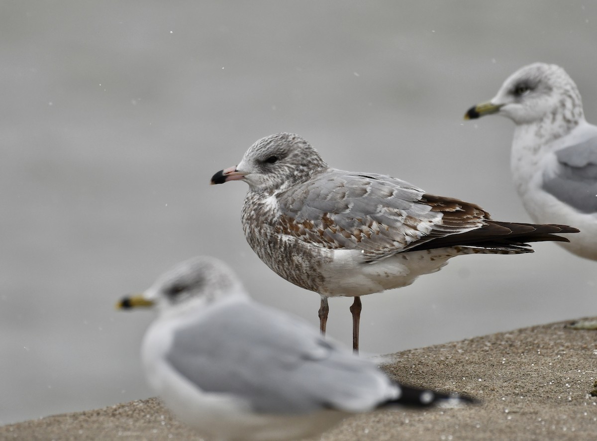Ring-billed Gull - ML645970759