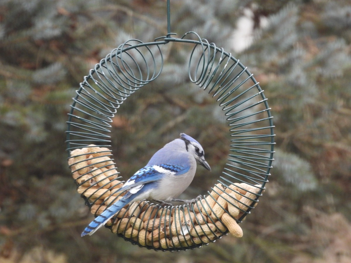 Blue Jay - ML645970768