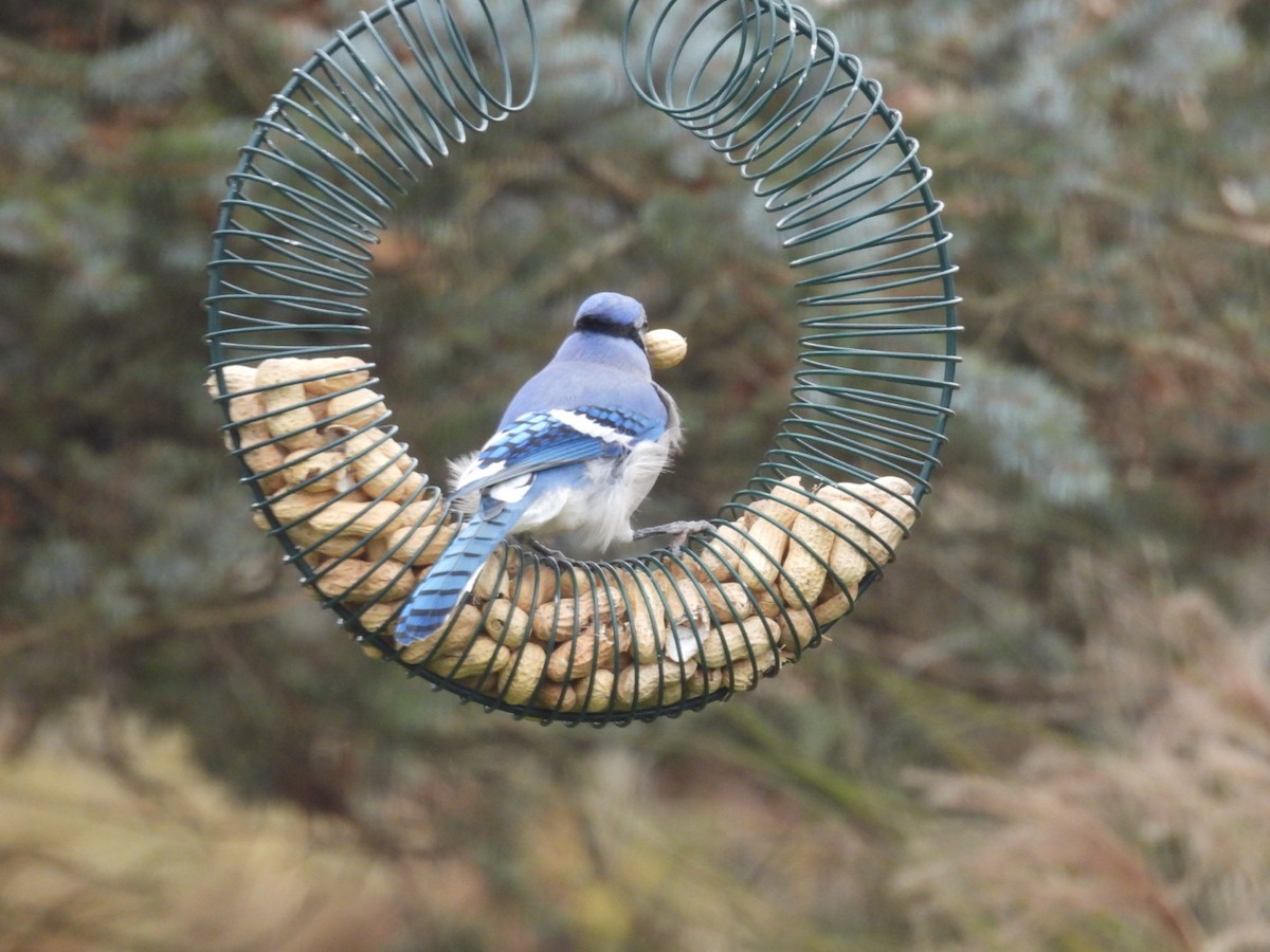 Blue Jay - ML645970769