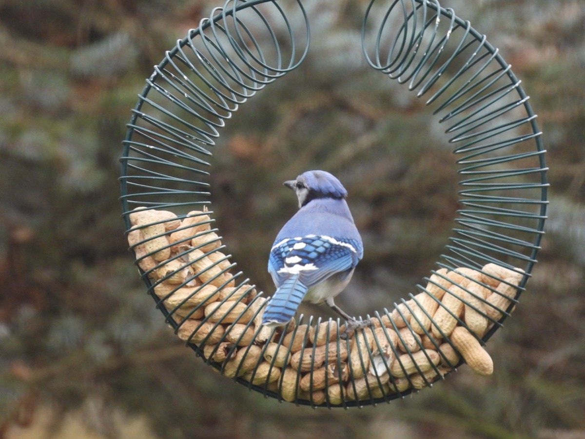Blue Jay - ML645970770