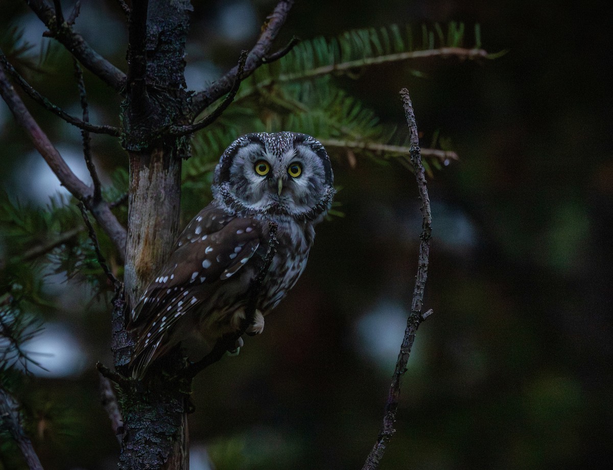 Boreal Owl (Richardson's) - ML645970771