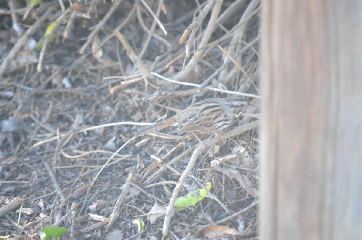 Song Sparrow - ML645970772