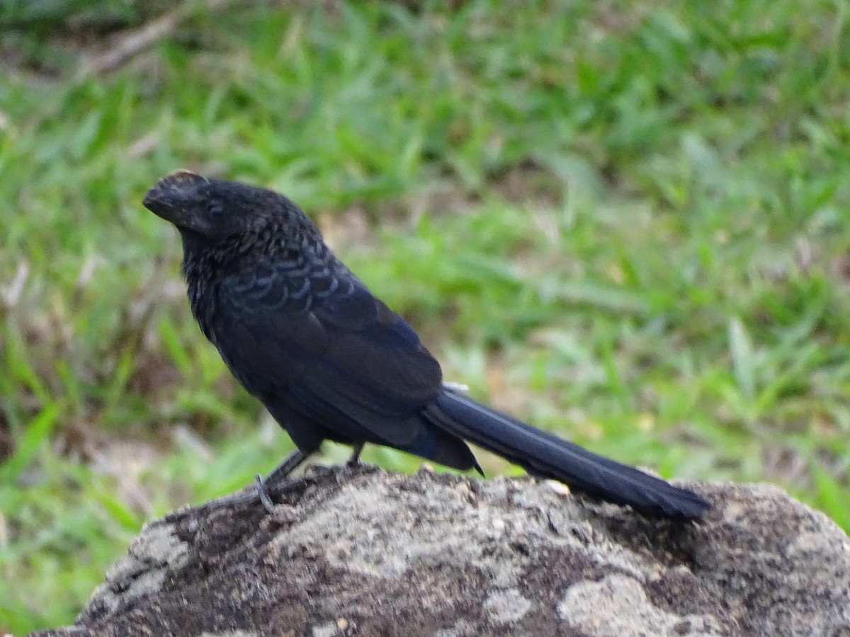 Smooth-billed Ani - ML645970773