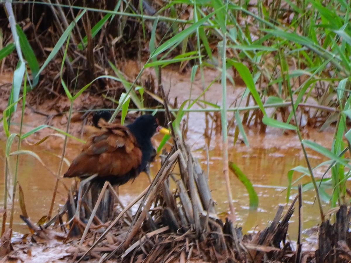 Wattled Jacana - ML645970777