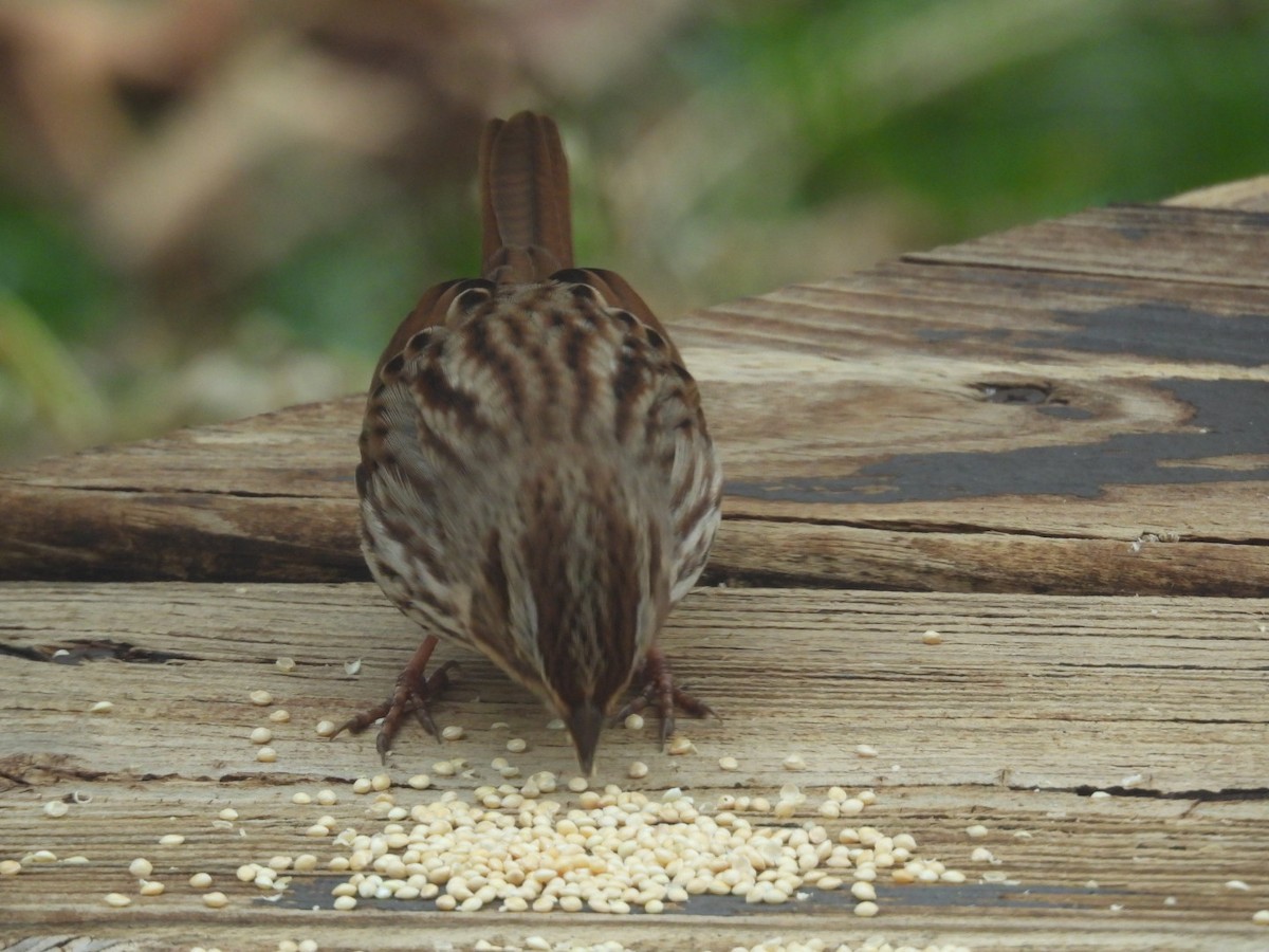 Song Sparrow - ML645970778
